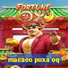 macaco puxa oq